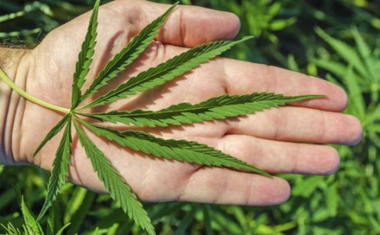 La ONU, “preocupada” por legalización del cannabis en cinco regiones de EEUU