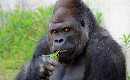 El gorila “más lindo del mundo” provoca suspiros en un zoo de Japón