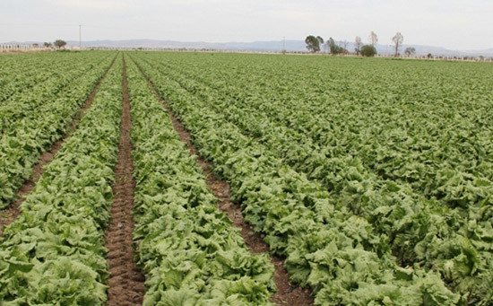 Aguascalientes ocupa el Tercer Lugar a Nivel Nacional en Producción de Lechuga
