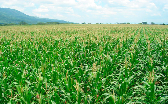 Ciclo de lluvias favorece las actividades en el campo y la recuperación de embalses