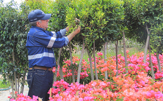 Impulsará el gobierno municipal el crecimiento productivo de microempresas viveristas