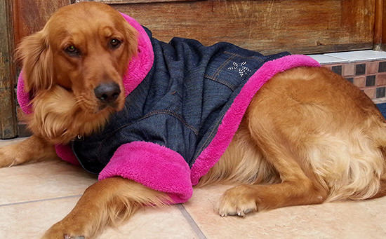 Intensifica el gobierno municipal difusión de programas dirigidos a la tenencia responsable de animales de compañía