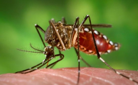 AL ALZA CASOS DE CHIKUNGUNYA EN OAXACA